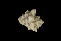 藏品(角岩螺)的圖片